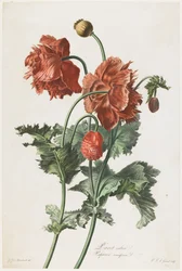 Pavot cultivé, tiré de «Fleurs dessinées d